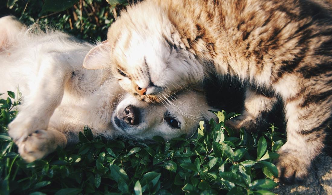 Birbirine sarılmış bir köpek ve bir kedi